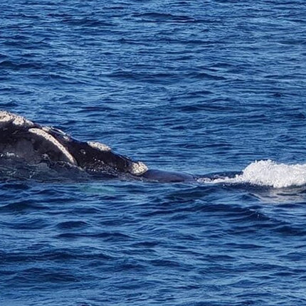 Whale Watching in Hermanus: Must-Do Activity in Cape Town, SA