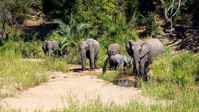 Kruger National Park 2-Day Safari Trip From Cape Town