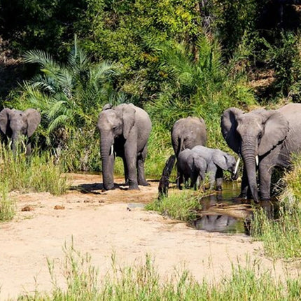 Kruger National Park 2-Day Safari Trip From Cape Town