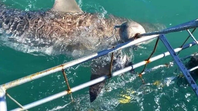 From Cape Town Shark Cage Diving and Viewing in Gansbaai
