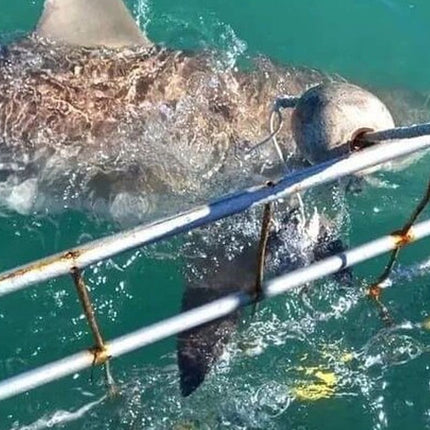 From Cape Town Shark Cage Diving and Viewing in Gansbaai