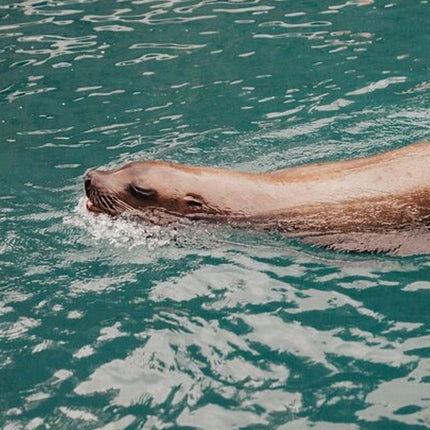 Combo Marine Wildlife Cruise & Cape Point Full Day Tour in CT