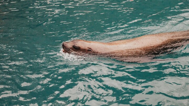 Combo Marine Wildlife Cruise & Cape Point Full Day Tour in CT