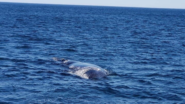 Whale Watching in Hermanus: Must-Do Activity in Cape Town, SA