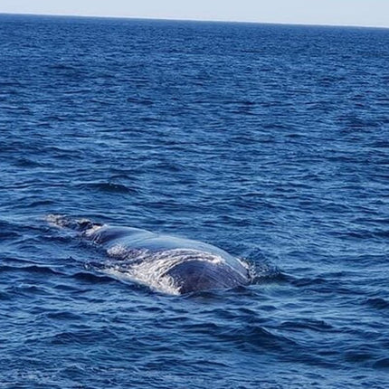Whale Watching in Hermanus: Must-Do Activity in Cape Town, SA