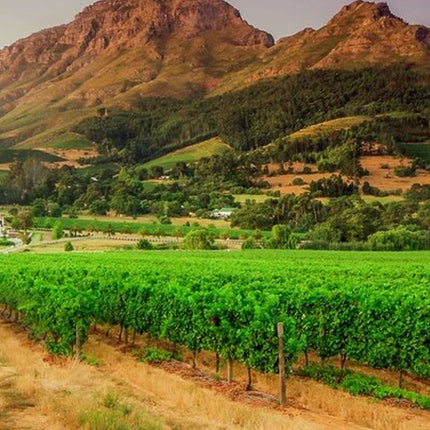 Private Cape Town Wine Tasting with Vineyards and Scenic Views