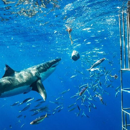White Shark Cage Full Day Tour in Cape Town