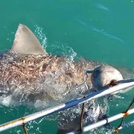 From Cape Town Shark Cage Diving and Viewing in Gansbaai