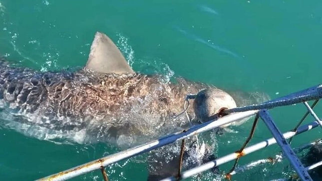 From Cape Town Shark Cage Diving and Viewing in Gansbaai