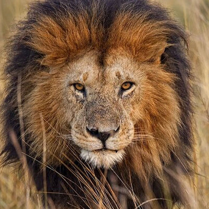 Unforgettable Lion Safari Adventure from Johannesburg