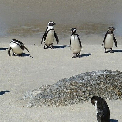 3 Days Private Tour: Cape point, Table Mountain & Robben Island