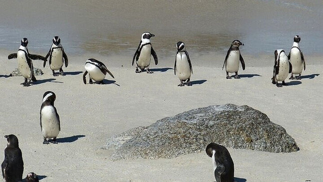 3 Days Private Tour: Cape point, Table Mountain & Robben Island