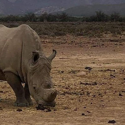 Cape Town Private Safari Transfer Service
