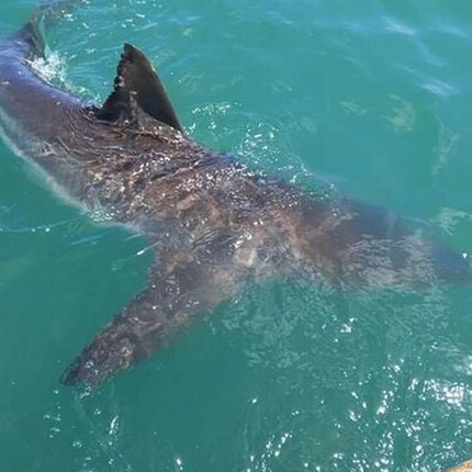 From Cape Town Shark Cage Diving and Viewing in Gansbaai