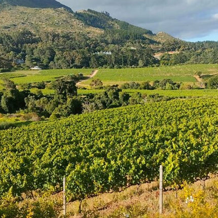 Private Cape Town Wine Tasting with Vineyards and Scenic Views