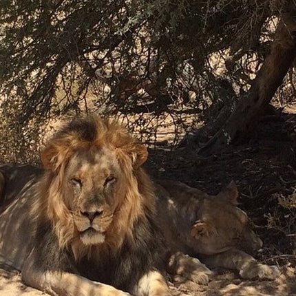 7 Days Kruger National Park Private Tour