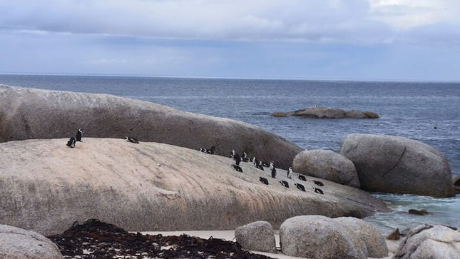 Boulders Penguins in Cape Town full day tour