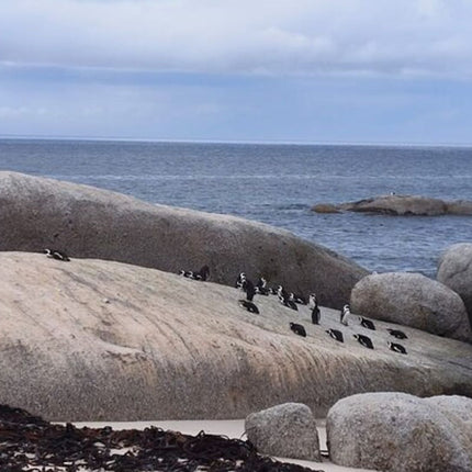 Boulders Penguins in Cape Town full day tour