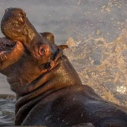 7 Days Safari - Isimangaliso, Hluhluwe & Drakensberg from Durban