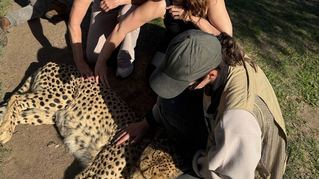 Full day tour: Cheetah outreach, Stellenbosch and Giraffe House