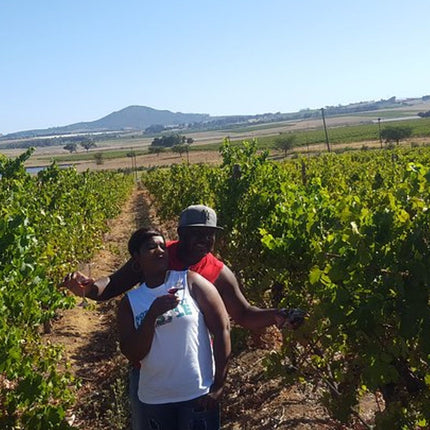 Stellenbosch and Franschhoek Wine Regions Tour