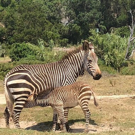 7 Days Kruger National Park Private Tour