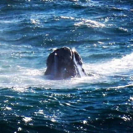 Whale Watching in Hermanus: Must-Do Activity in Cape Town, SA