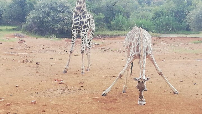 11 days South Africa tour(good for group)