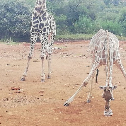 11 days South Africa tour(good for group)