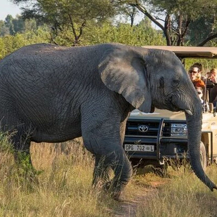 Sunset Safari Big 5 Aquila with Snacks and Wine Tasting