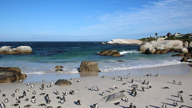 E-Bike Cape Peninsula Full Day Tour in Cape Town