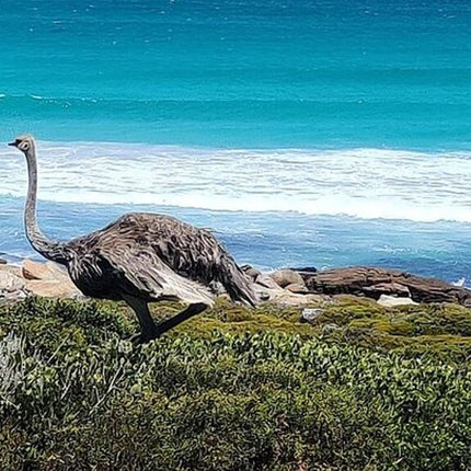 Boulders Penguins in Cape Town full day tour