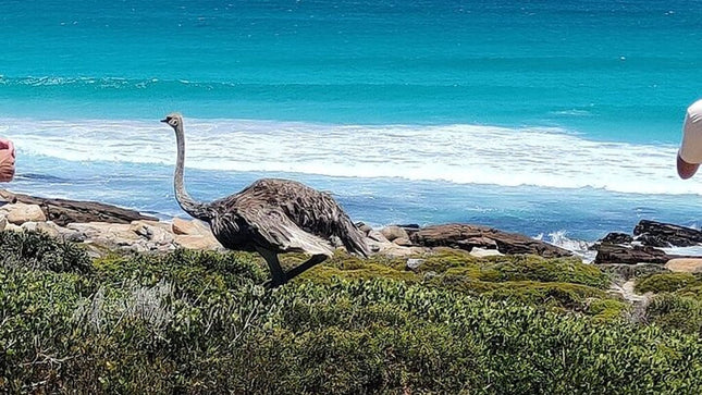 Boulders Penguins in Cape Town full day tour