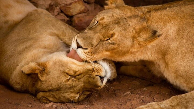 Early Morning Safari Big Five Experience