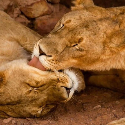 Early Morning Safari Big Five Experience