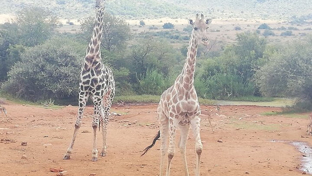 11 days South Africa tour(good for group)