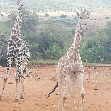 11 days South Africa tour(good for group)