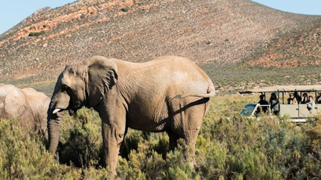Cape Town: Sunset Aquila Safari Tour with Wine Tasting
