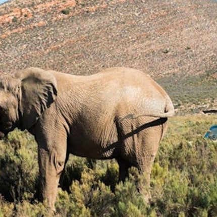 Cape Town: Sunset Aquila Safari Tour with Wine Tasting