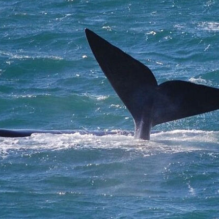 Whale Watching Tour in Hermanus