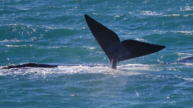 Whale Watching Tour in Hermanus