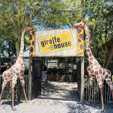 Full day tour: Cheetah outreach, Stellenbosch and Giraffe House