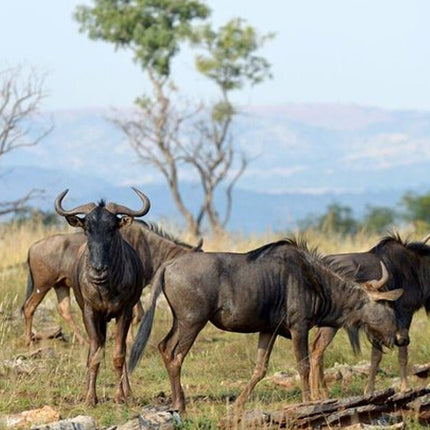 Johannesburg to Lesedi Cultural Village and Lion Park Day Tour