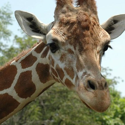 Cape Town Giraffe House, Cheetah Encounter and Wine Tasting Tour.