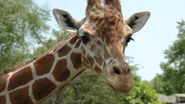 Cape Town Giraffe House, Cheetah Encounter and Wine Tasting Tour.