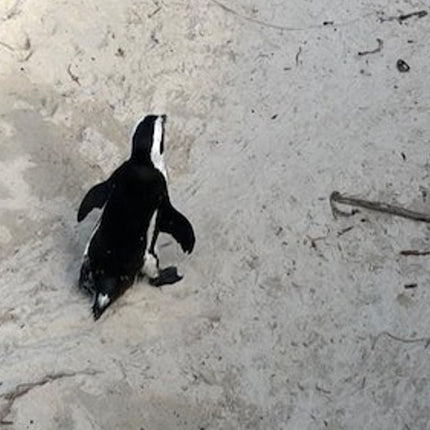 Cape Point & Boulders Beach Private Tour with Penguin Encounter