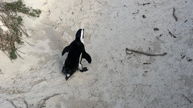 Cape Point & Boulders Beach Private Tour with Penguin Encounter