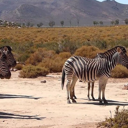 Cape Town Inverdoorn Game Reserve Tour