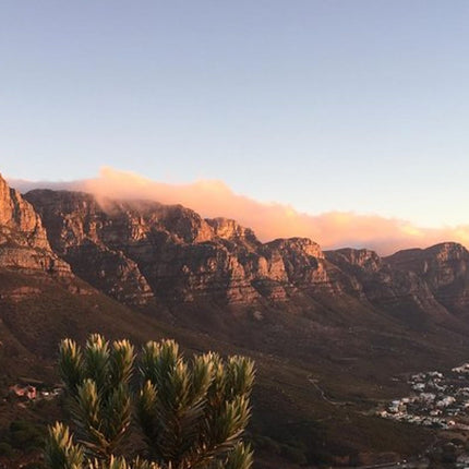 Combo Tour: Marine Wildlife Cruise and Cape Point PM