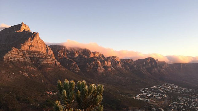 Combo Tour: Marine Wildlife Cruise and Cape Point PM